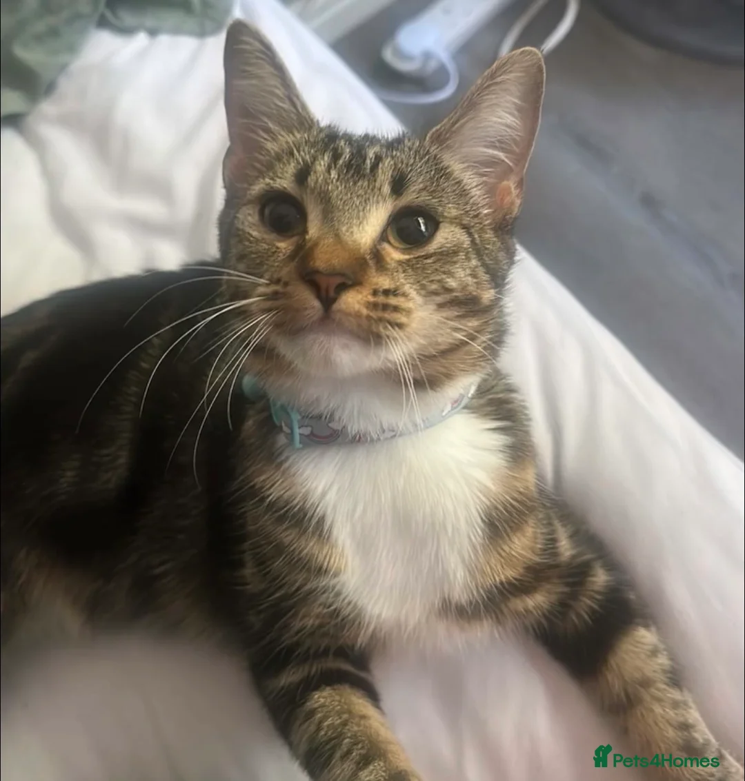 Mixed Breed cats for sale: 1 year old female Tabby  in Bristol - Advert 1