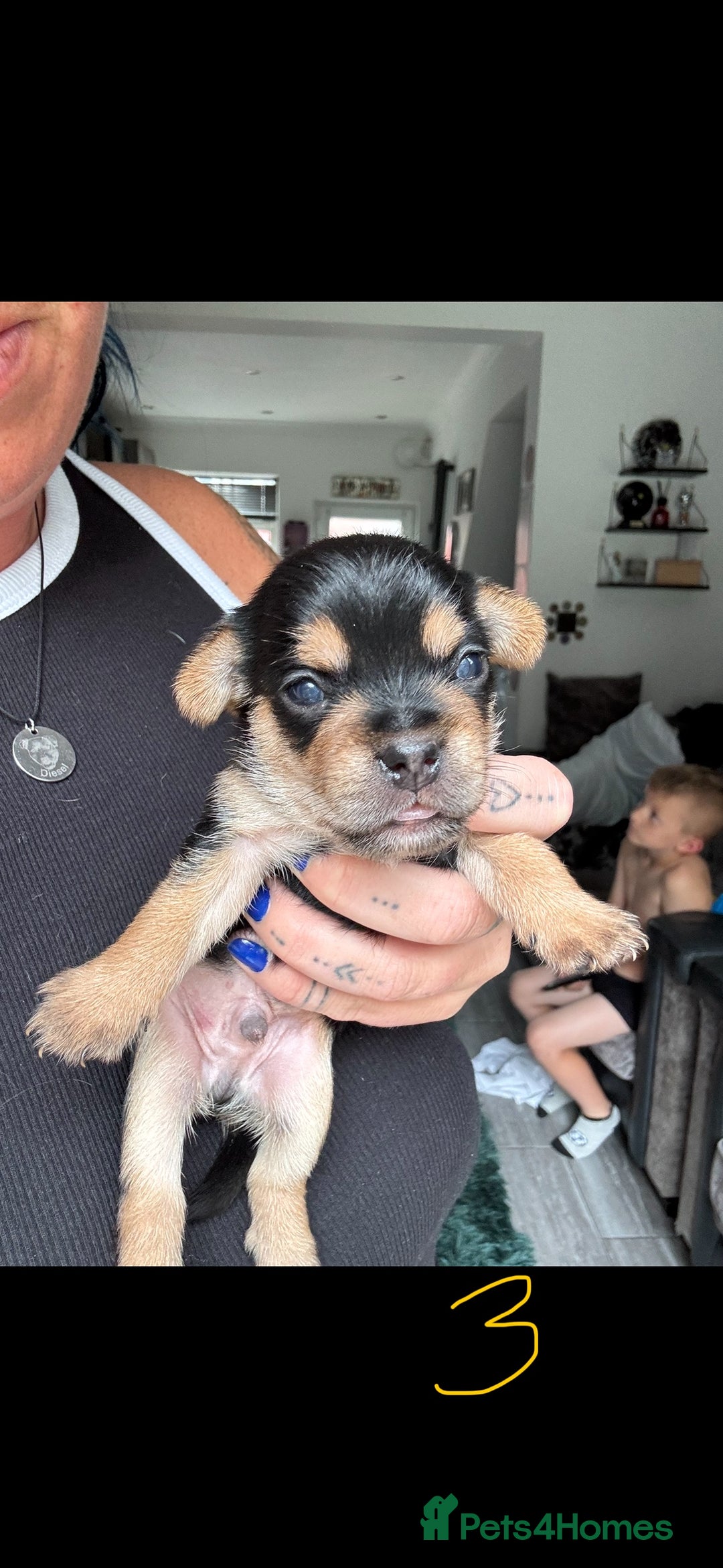 Mixed Breed dogs for sale: French yorkie (frorkie) puppies  - Image 9