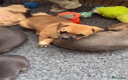 Mixed Breed dogs for sale: French bullhuahua - Image 10