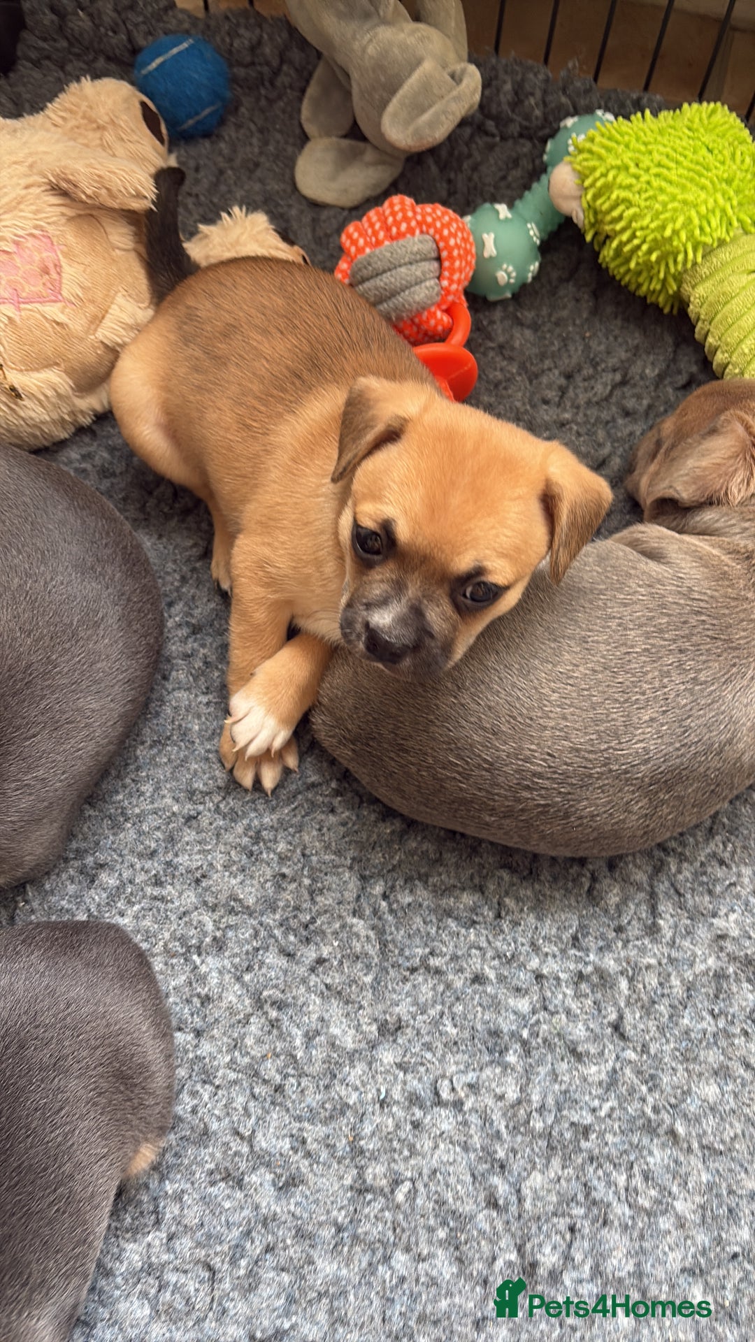 Mixed Breed dogs for sale: French bullhuahua - Image 10