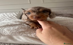 Miniature Dachshund dogs for sale: Exceptional quality long haired mini dachshunds - Image 9