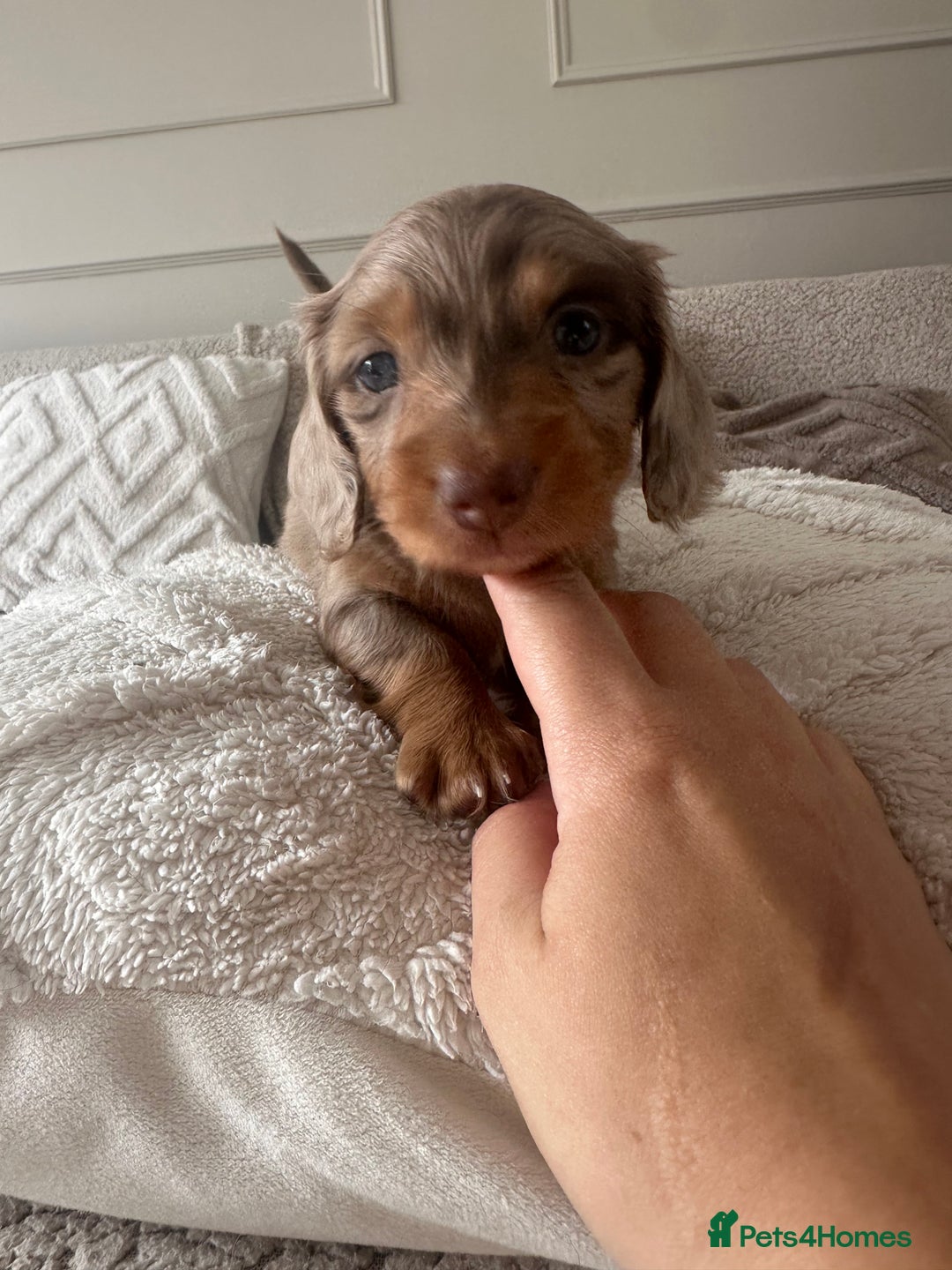 Miniature Dachshund dogs for sale: Exceptional quality long haired mini dachshunds - Image 9