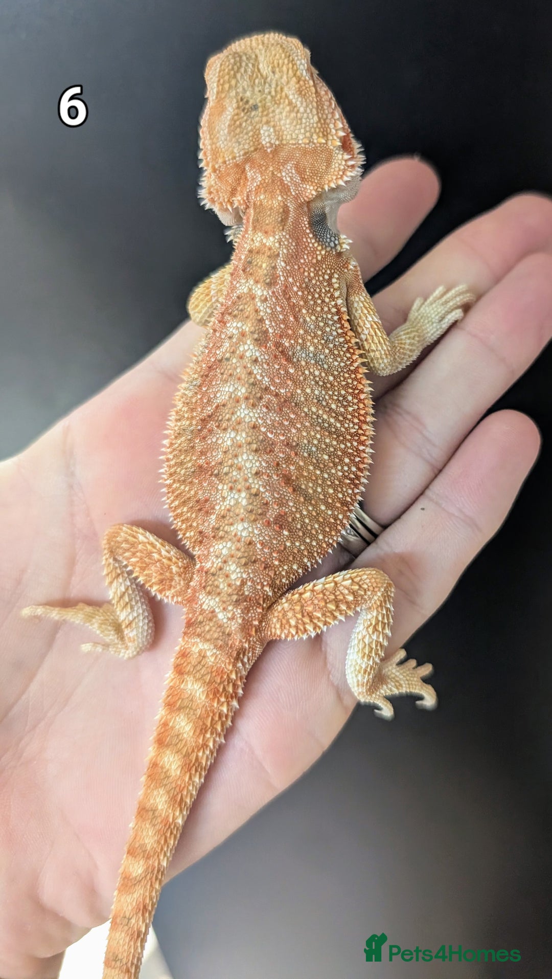 Bearded Dragon reptiles for sale: Bearded dragons male. Last few left - Image 11