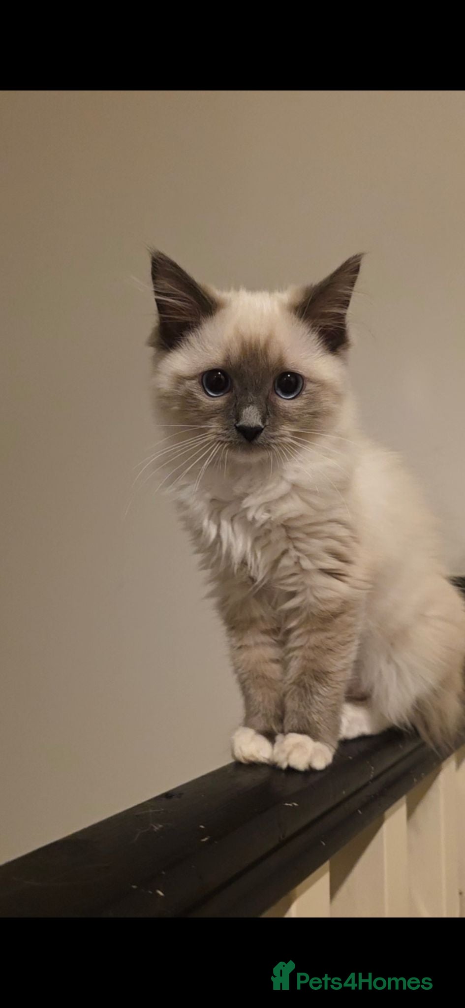 Ragdoll cats Ready to go Pure Ragdoll Kittens - Advert 16