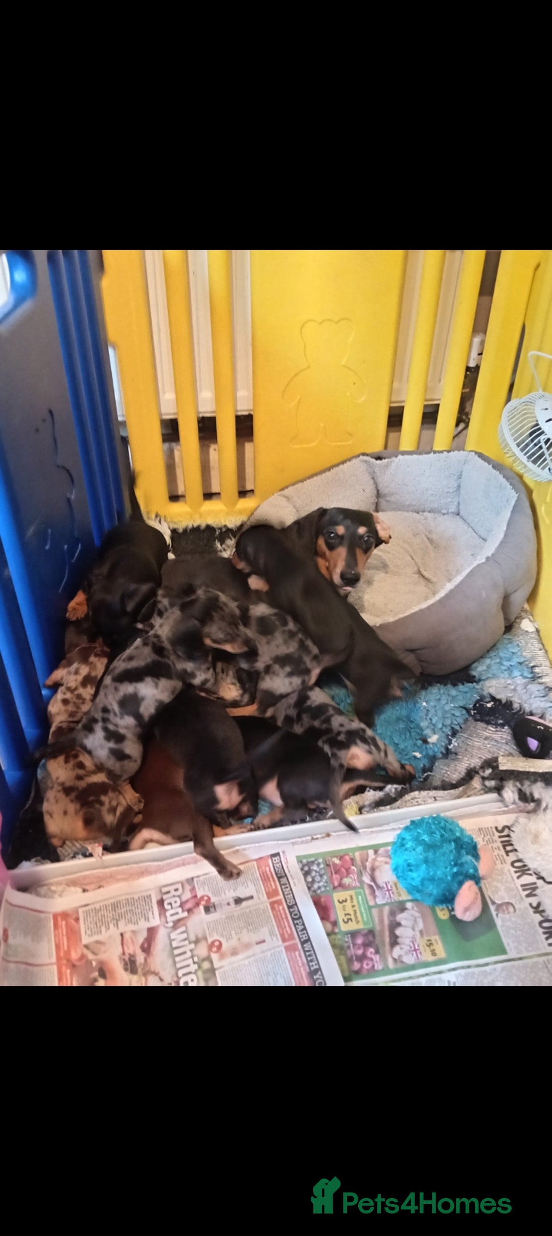 Miniature Dachshund dogs for sale: Beautiful smooth haired miniature dachshunds - Image 2