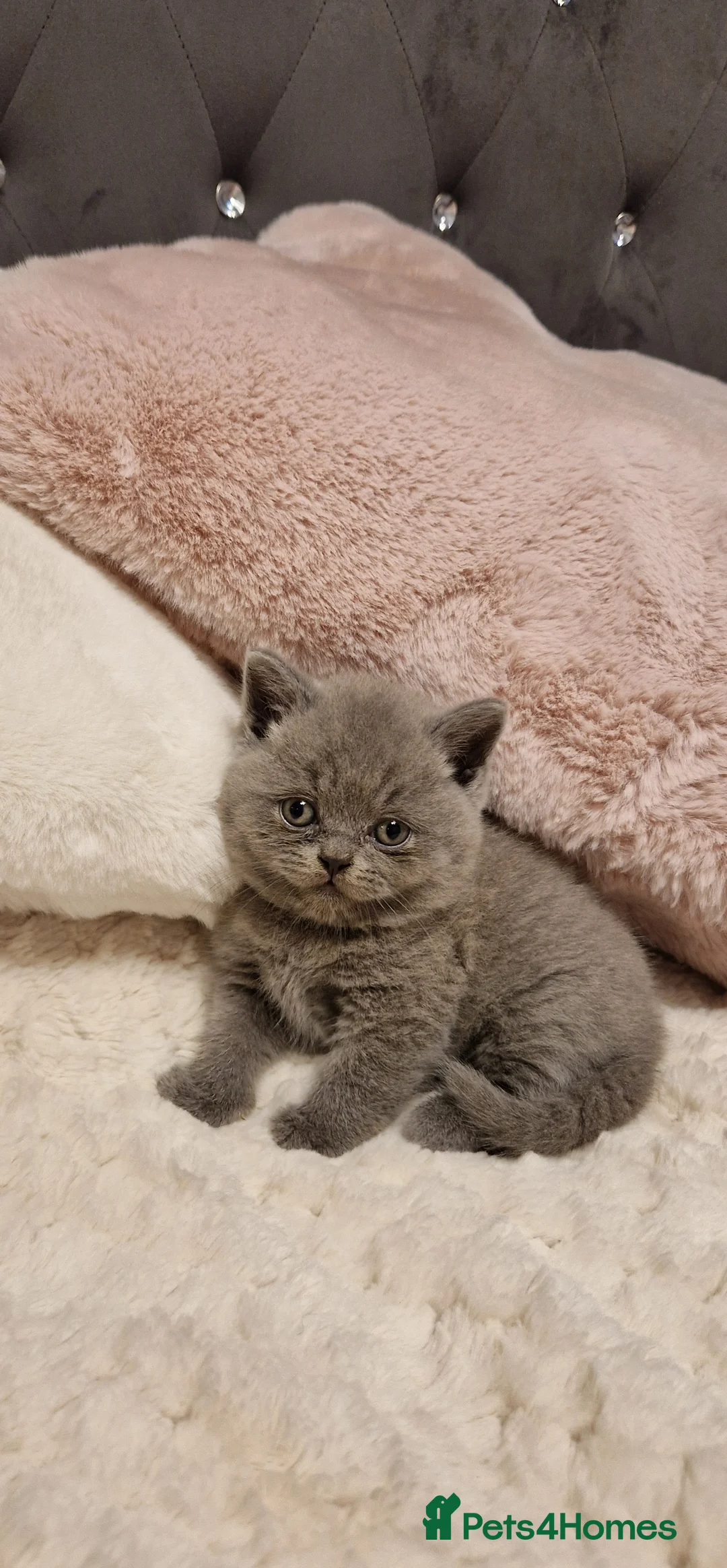 British Shorthair cats for sale: British shorthair kittens - Advert 12
