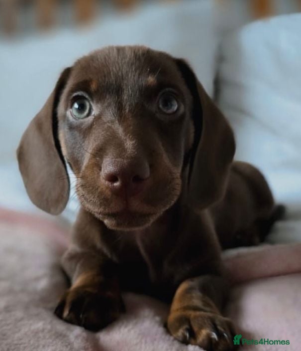 Miniature Dachshund dogs Miniature dachshunds. - Advert 2