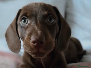 Miniature Dachshund dogs Miniature dachshunds. - Advert 2