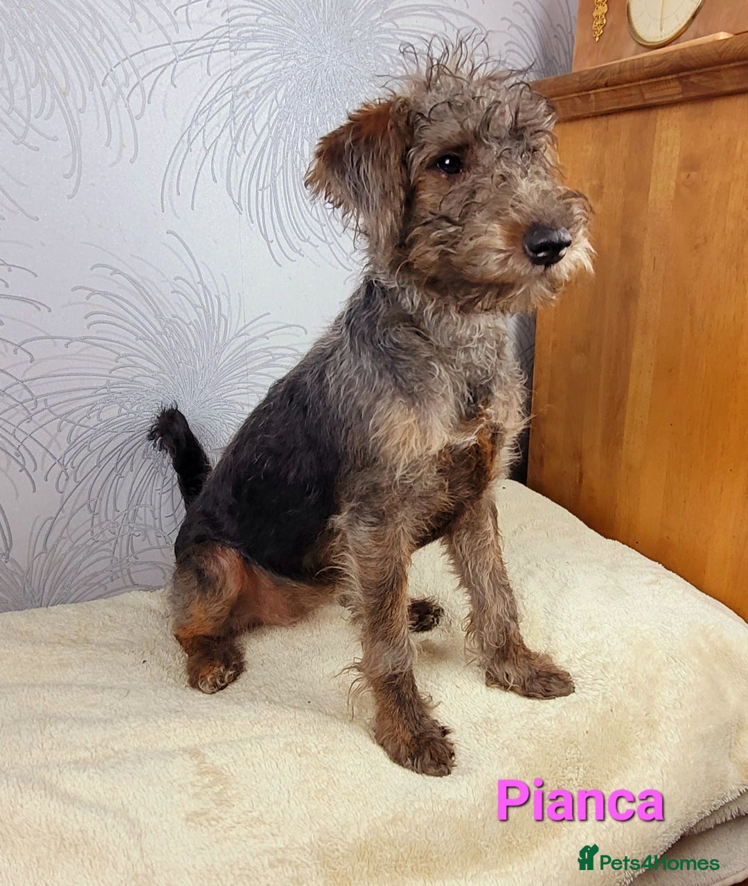 Australian Labradoodle dogs for sale: Australian Labradoodle × Fox Terrier Puppies - Image 7