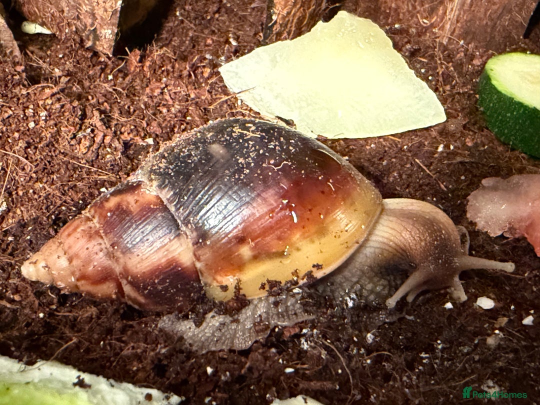 Snails invertebrates for sale: Giant African land snails for sale  - Advert 8
