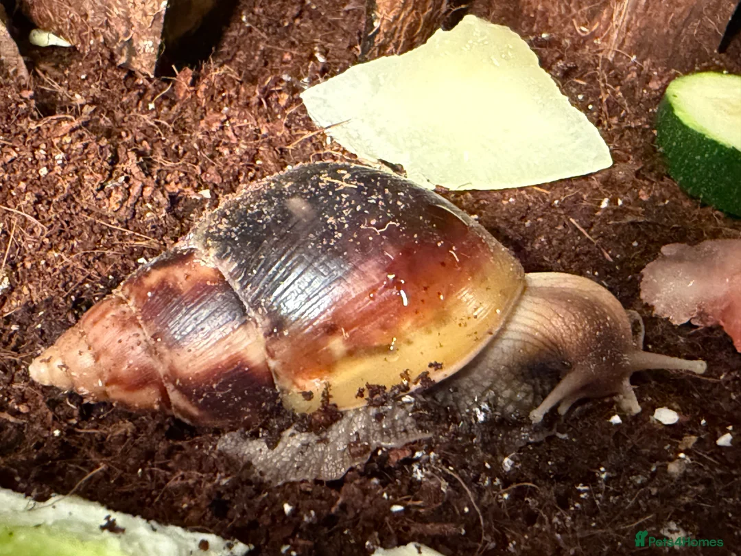 Snails invertebrates for sale: Giant African land snails for sale  - Advert 9