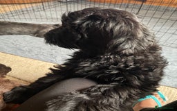 Sproodle dogs for sale: REDUCED 2 x Beautiful F2 Sproodle Girls VACCINATED - Image 30