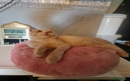 British Shorthair cats for sale: GCCF kittens ready 2 leave now - Advert 16