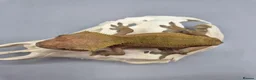 Gecko reptiles for sale: Proven red phantom Crested gecko  - Advert 3