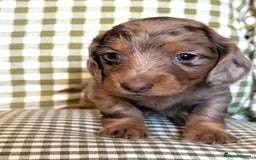 Miniature Dachshund dogs for sale: Miniature Long Haired Dachshund Puppies - Advert 2