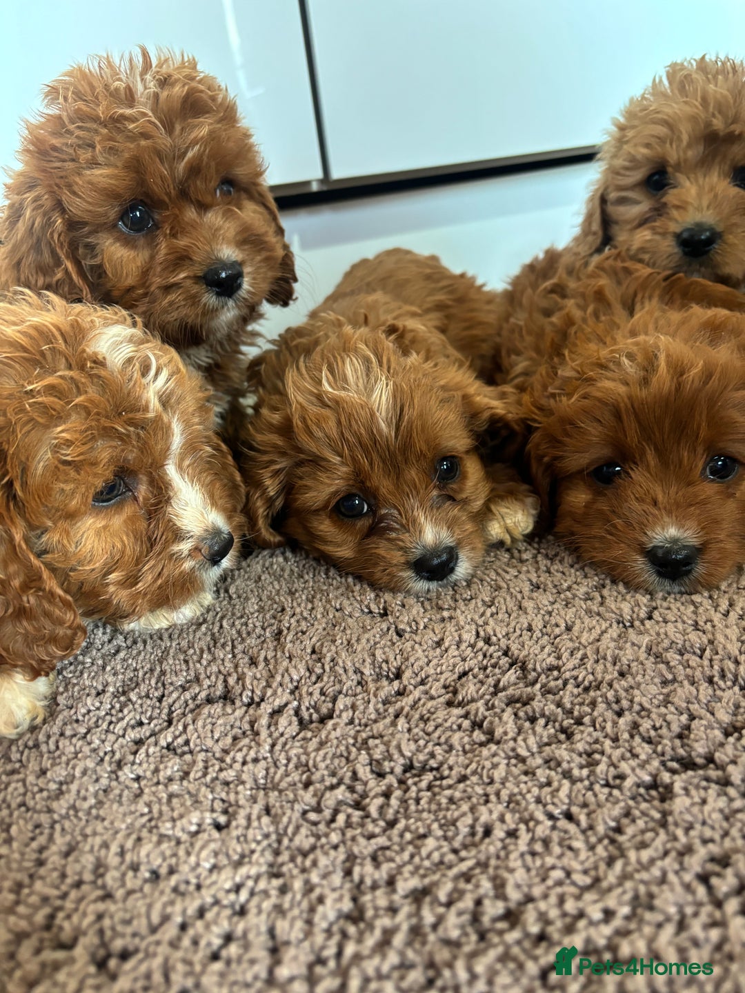 Cavapoo dogs for sale: Gorgeous cavapoos  - Image 17
