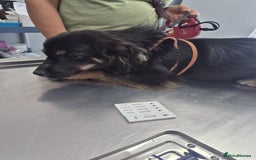 Mixed Breed dogs for adoption: ROBY, a superb puppy boy - for a Loving Home - Image 12