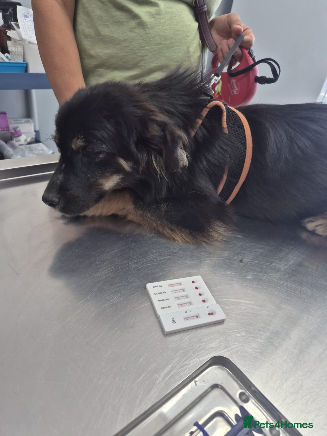 Mixed Breed dogs for adoption: ROBY, a superb puppy boy - for a Loving Home - Image 12