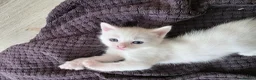 Mixed Breed cats for sale: 🔹️🔸️🔹️Kittens🔸️domestic cat x Ragdoll 🔹️🔸️ - Advert 12