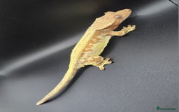 Gecko reptiles for sale: Female Creamscicle Lilly White & SuperDal Male - Image 2