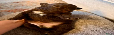 Spanish Water Dog 2