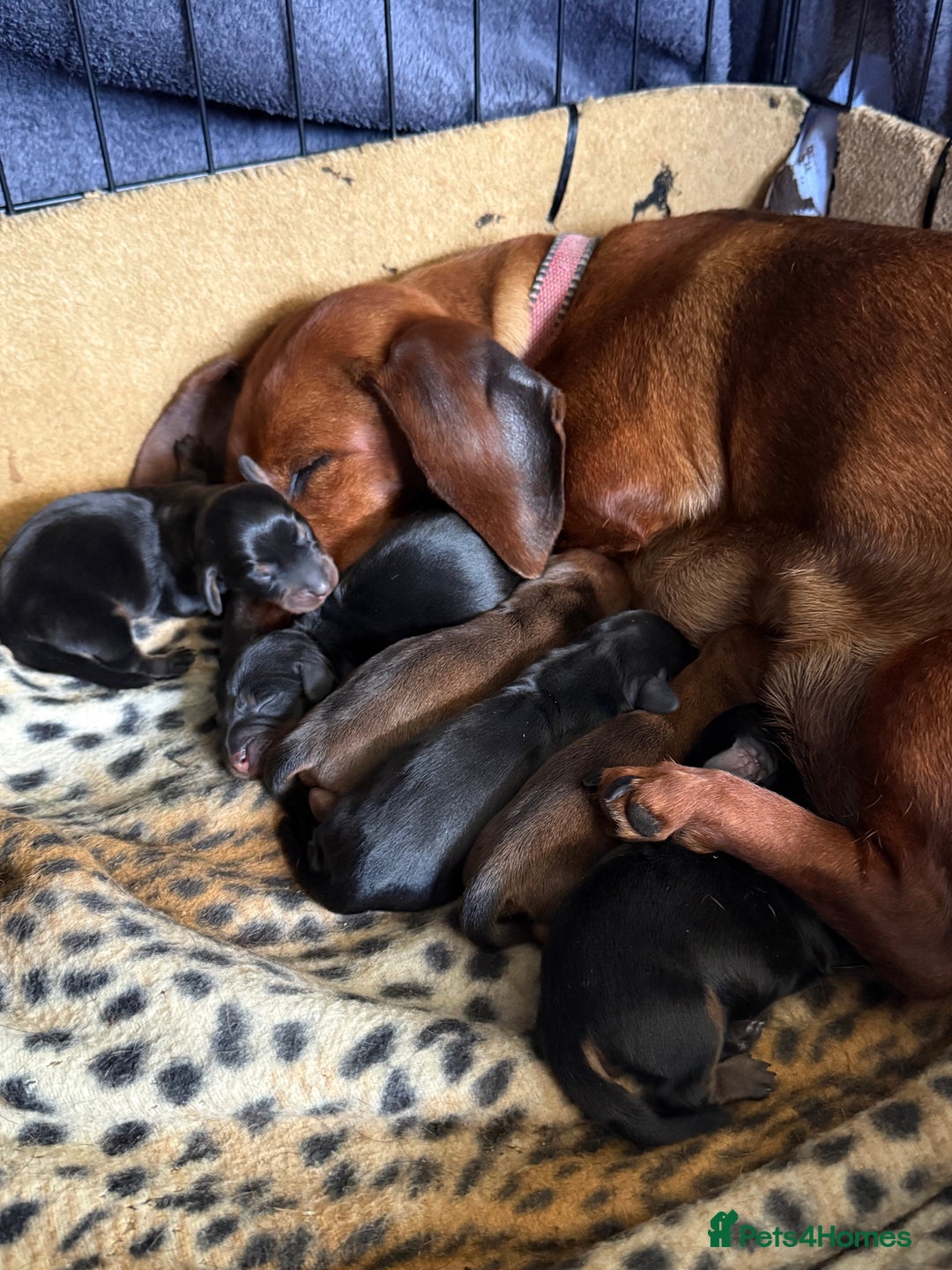 Dachshund dogs for sale: Dachshund puppies looking for new family  - Image 10