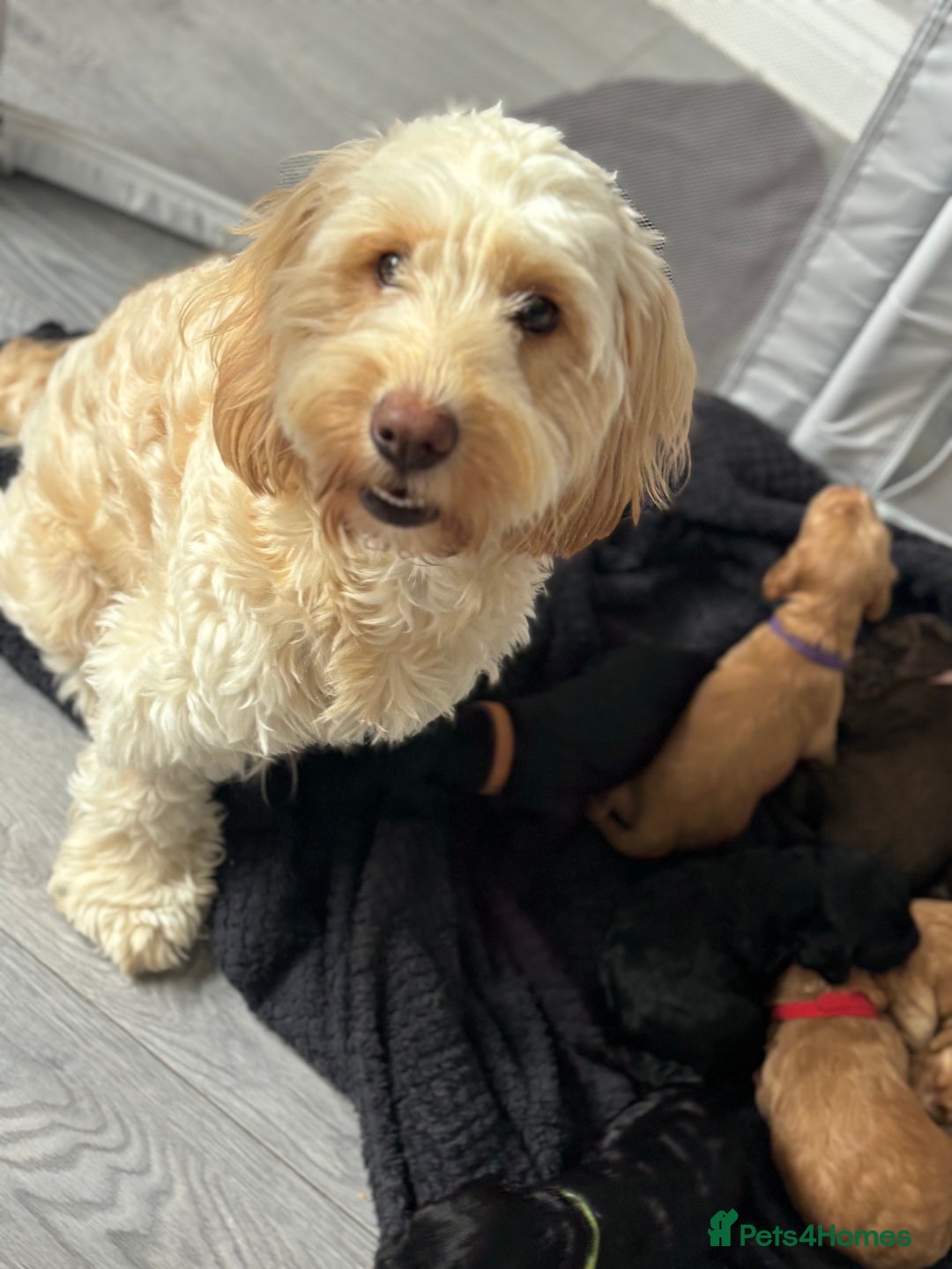 Cockapoo dogs for sale: OUTSTANDING FB1 COCKAPOOS - Image 25
