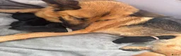 German Shepherd dogs for sale: German shepherd puppies - Advert 5