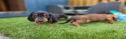 Dachshund dogs for sale: KC Registered Standard Smooth Haired Pups - Advert 3