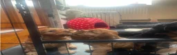 Cavalier King Charles Spaniel dogs for sale: Beautiful Cavalier King Charles Spaniel Puppies in Basingstoke - Advert 1