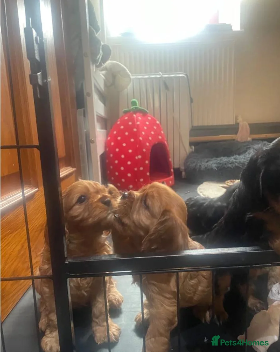 Cavalier King Charles Spaniel dogs for sale: Beautiful Cavalier King Charles Spaniel Puppies in Basingstoke - Advert 1