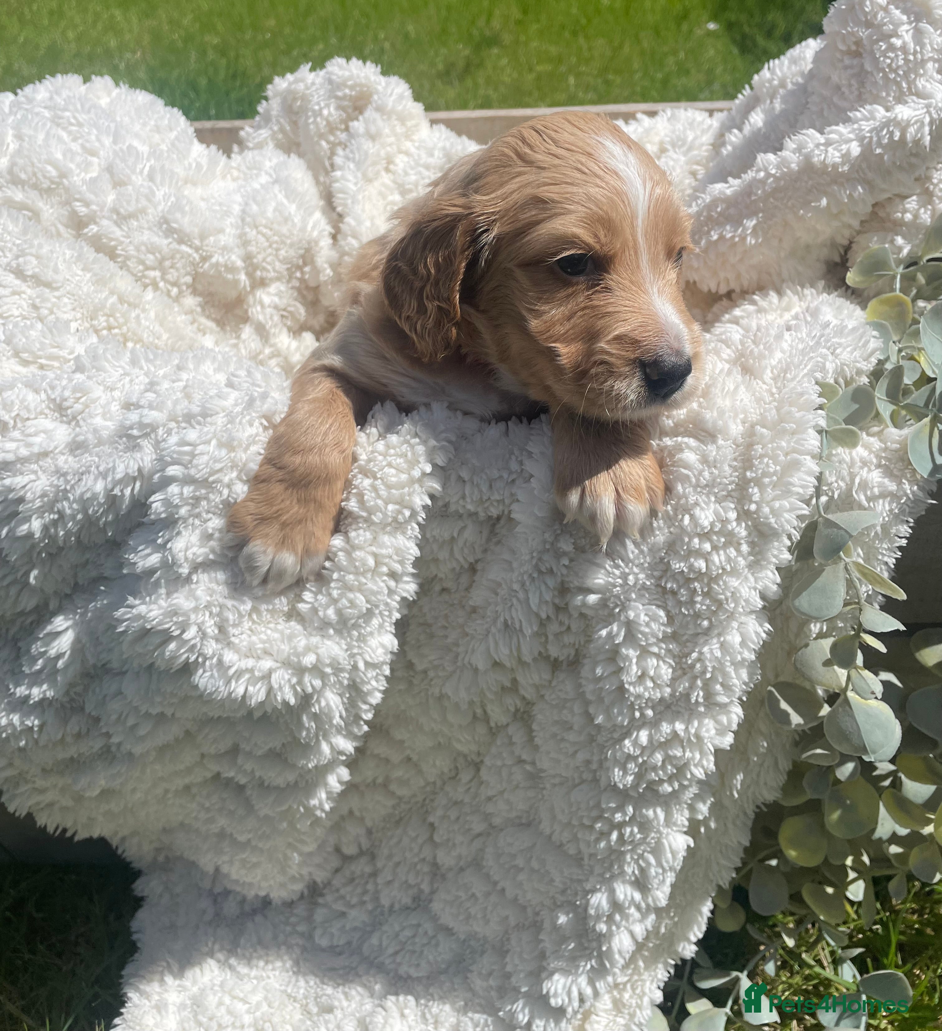 Cockapoo pink collar 