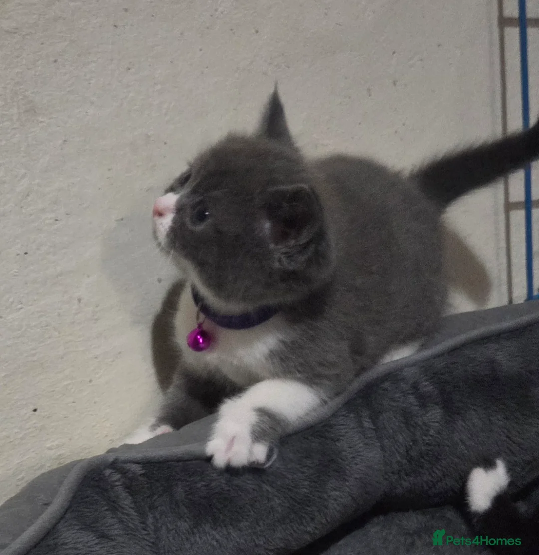 British Shorthair cats for sale: British Short Hair  - Advert 24