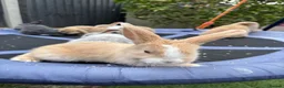 Mini Lop rabbits for sale: Pure breed Mini Lops - Advert 14