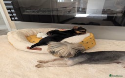 Yorkshire Terrier dogs for sale: Wonderful Yorkshire terrier puppies  - Image 21