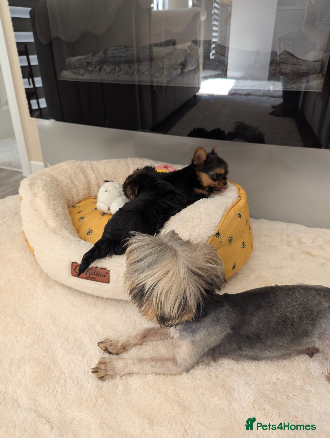 Yorkshire Terrier dogs for sale: Wonderful Yorkshire terrier puppies  - Image 21