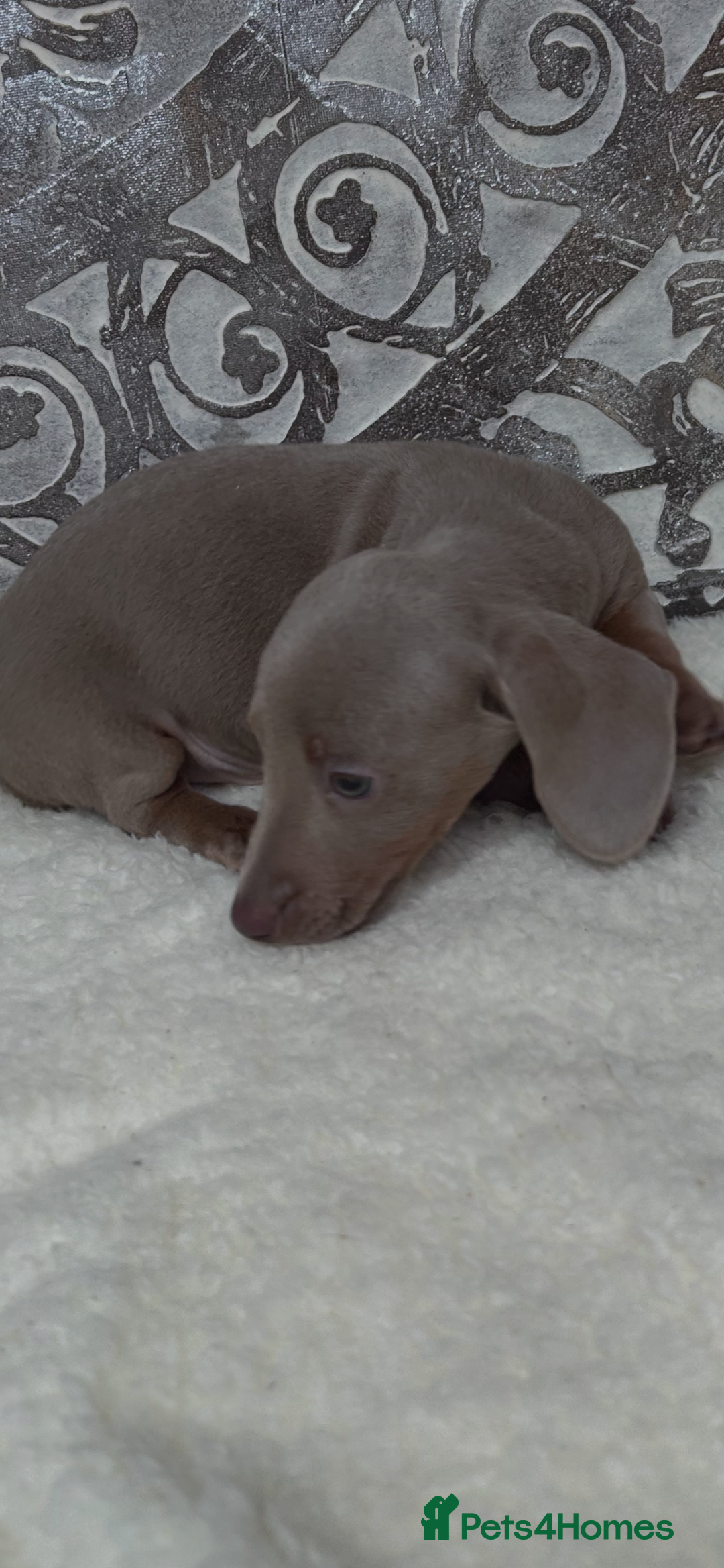 Miniature Dachshund dogs for sale: Ready now miniature dachshund pups - Advert 7