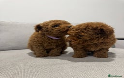 Toy Poodle dogs for sale: Toy Poodle Pups - Ready Now  - Image 3
