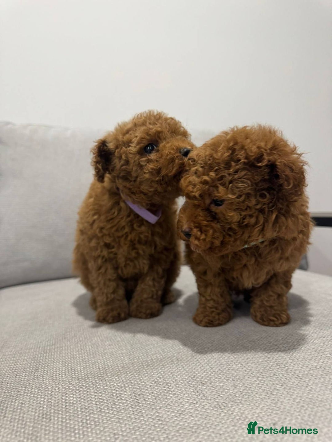 Toy Poodle dogs for sale: Toy Poodle Pups - Ready Now  - Image 3