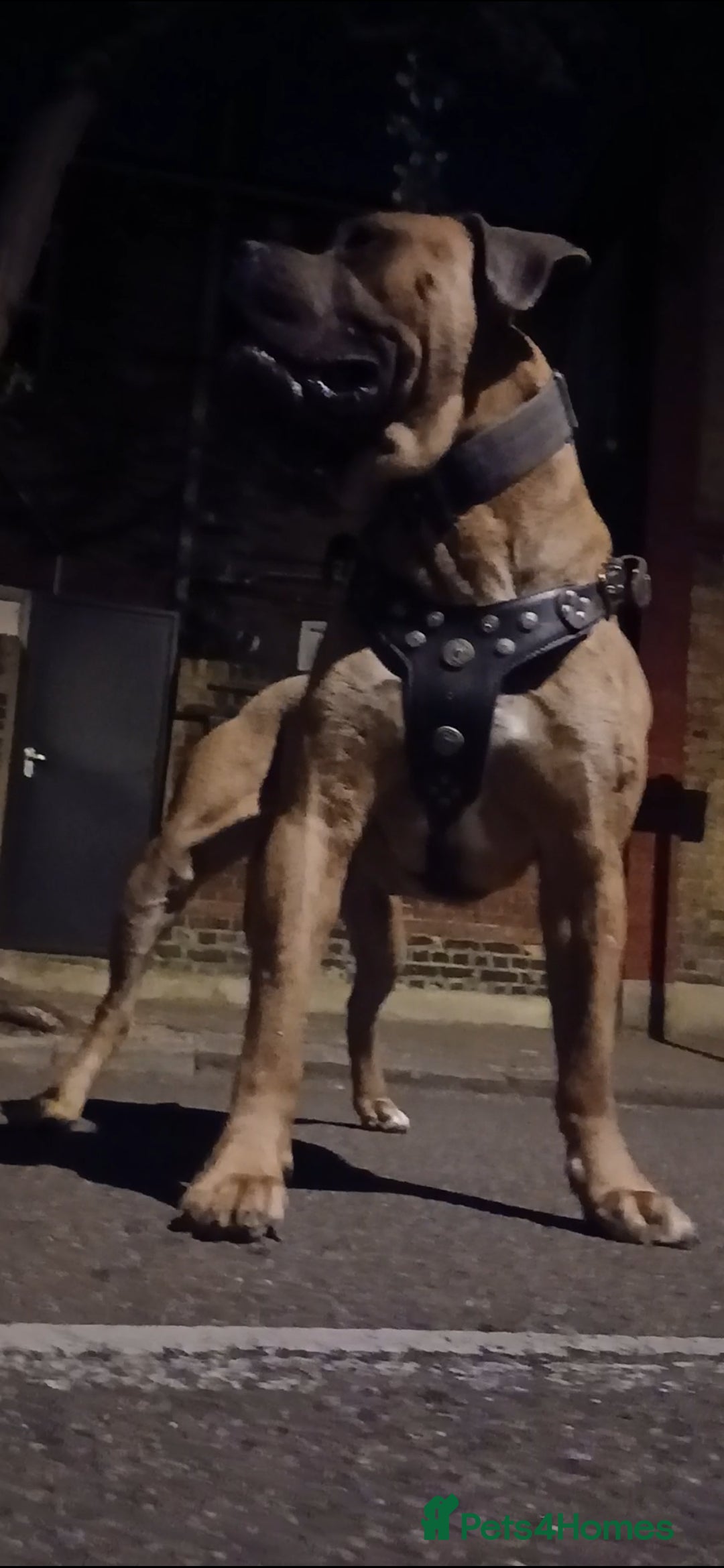 Cane Corso dogs for stud: Russian import cane corso - Image 2