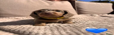 Yellow collar 