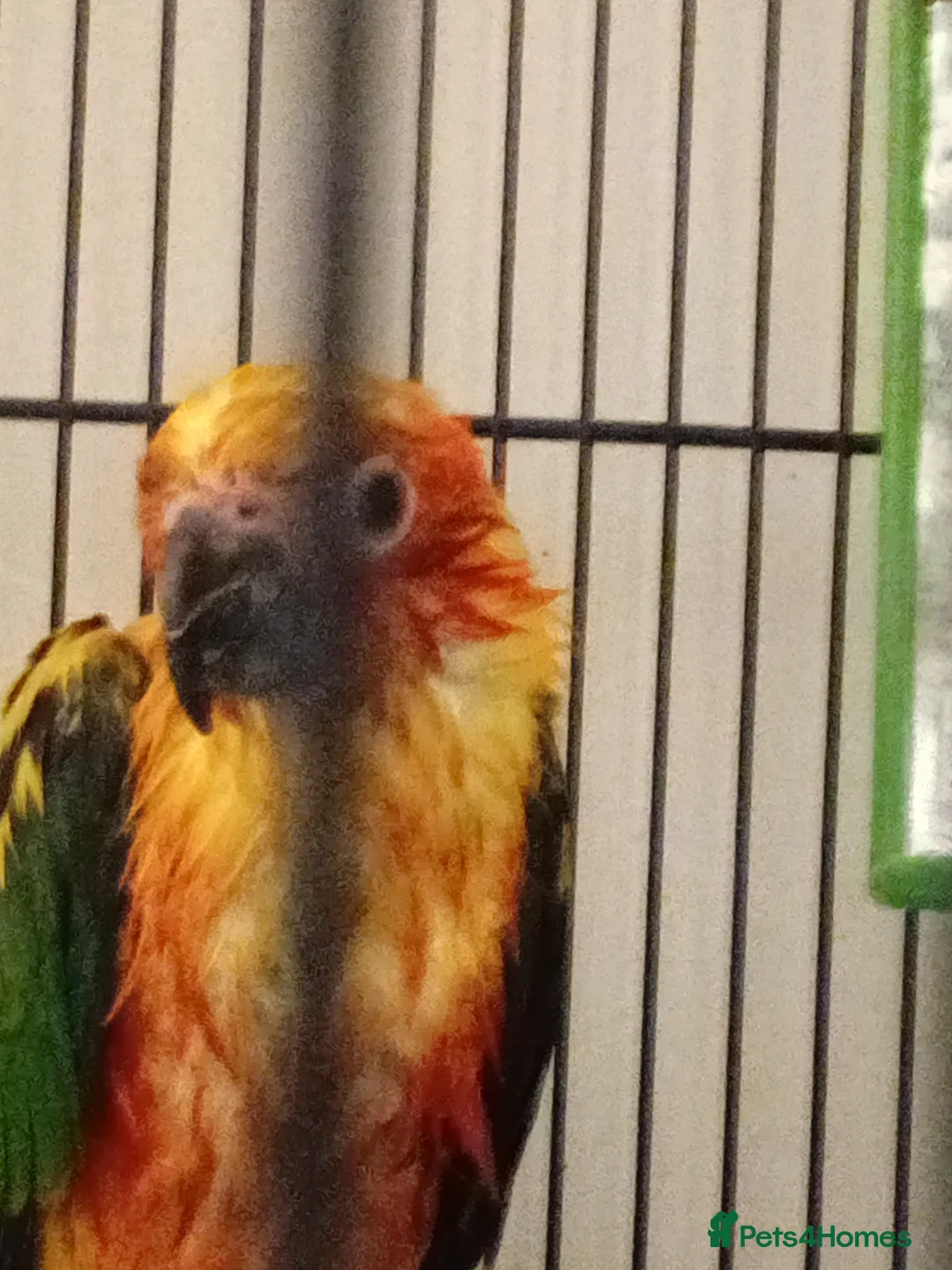 Conures birds for sale: Sun Conure in Burnley - Advert 2