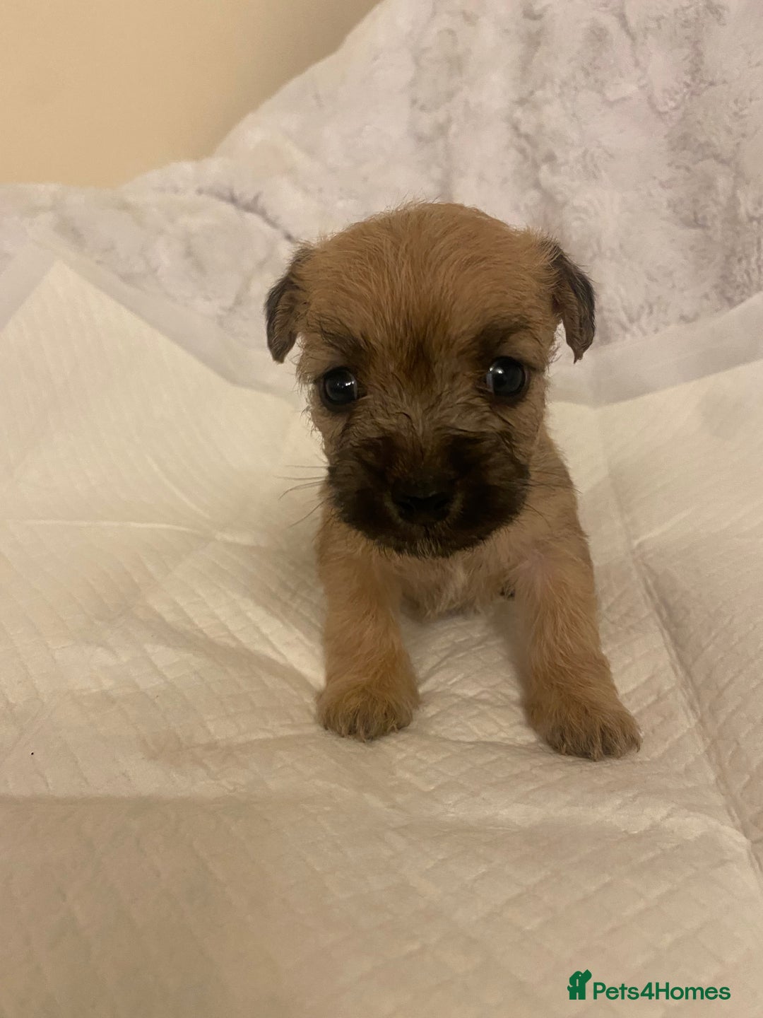 Jackapoo dogs for sale: Jackapoo puppies  - Advert 3