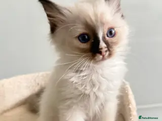 Ragdoll cats *Ready To Leave Now 2 Pure Ragdoll Male Kittens*** - Advert 16