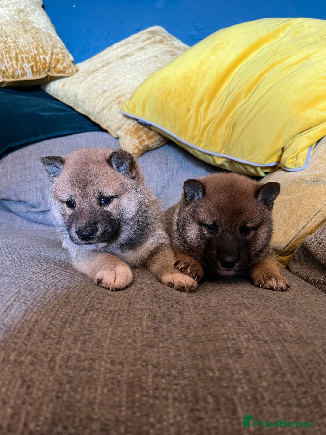Japanese Shiba Inu dogs for sale: K.C reg Japanese Shiba Inu Puppies - Image 7