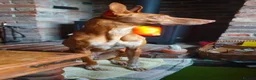 Ibizan Hound dogs for adoption: Cati a lovely calm girl who loves other dogs  in Alfreton - Advert 10