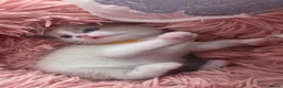 Ragdoll cats for sale: Gorgeous Ragdoll Kittens – 2 Boys, 2 Girls - Advert 4