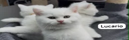 British Shorthair cats for sale: ⭐️GCCF registered British shorthair kittens⭐️ - Advert 37