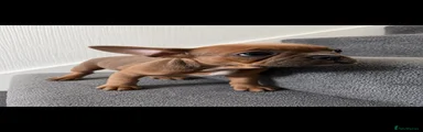 French Bulldog Puppy 3