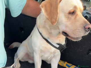 Labrador Retriever dogs 3 year old male - Advert 10